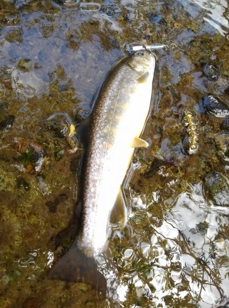 渓流ミノーイング
